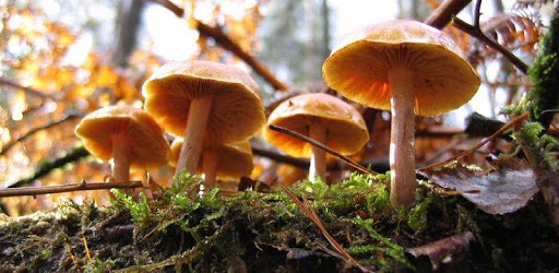 Mushroom Identify - Automatic picture recognition PC screenshot