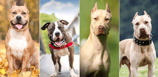 Pitbull Dog Wallpaper PC screenshot