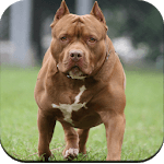 Pitbull Dog Wallpaper icon