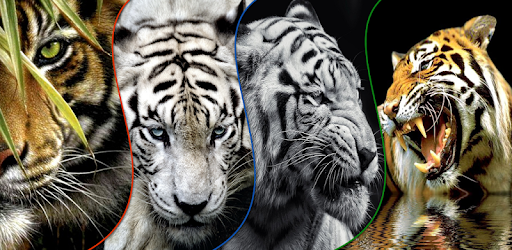 Tiger Wallpapers 4K UHD PC screenshot Tiger Wallpapers 4K UHD PC screenshot