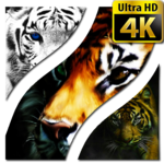 Tiger Wallpapers 4K UHD for PC Tiger Wallpapers 4K UHD for PC