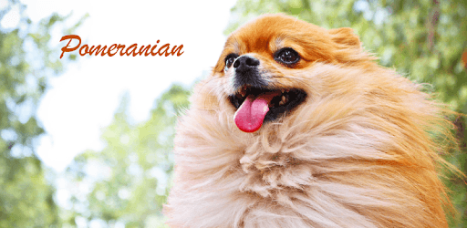 Pomeranian Wallpaper PC screenshot Pomeranian Wallpaper PC screenshot