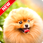 Pomeranian Wallpaper for PC Pomeranian Wallpaper for PC