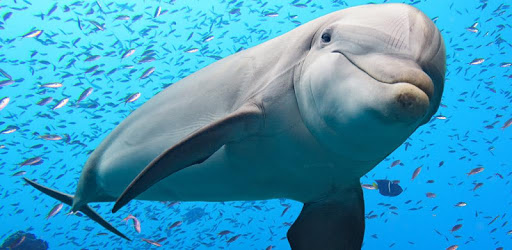 Dolphin game 3D PC screenshot