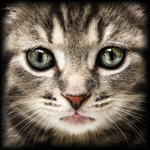 The Cat and the Mouse for PC