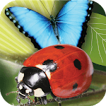 Popar Bugs for PC