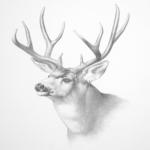 Animals Drawing for PC