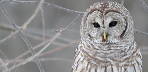 Birds of prey PC screenshot