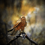 Birds of prey for PC