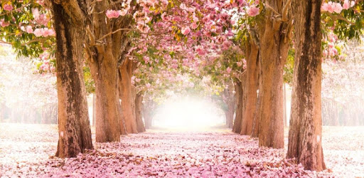 Sakura Live Wallpaper PC screenshot Sakura Live Wallpaper PC screenshot