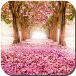 Sakura Live Wallpaper icon