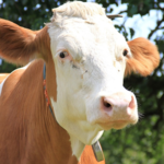 Cow Wallpaper for PC