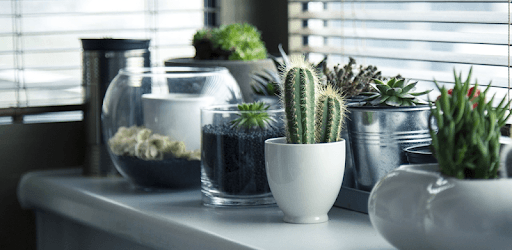 Houseplants Decor PC screenshot Houseplants Decor PC screenshot