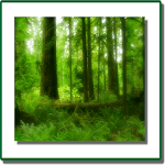 The Forest Conservation Act icon