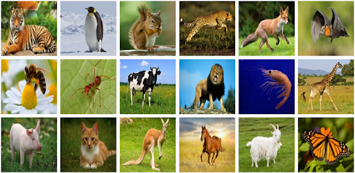 Animal Play PC screenshot Animal Play PC screenshot