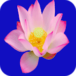 Meditation Relaxing Sounds for PC