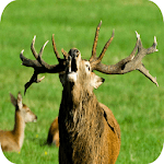 Whitetail Deer Hunting Calls for PC