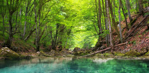 Forest HD free wallpapers PC screenshot Forest HD free wallpapers PC screenshot