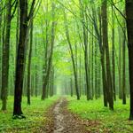 Forest HD free wallpapers for PC Forest HD free wallpapers for PC