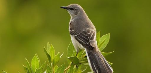 Birds Calls Sounds PC screenshot