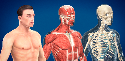 Human body (male) educational VR 3D PC screenshot Human body (male) educational VR 3D PC screenshot