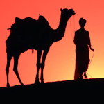 Camel Live Wallpaper icon
