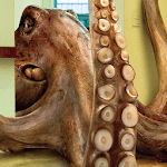 octopus live wallpapers free for PC octopus live wallpapers free for PC