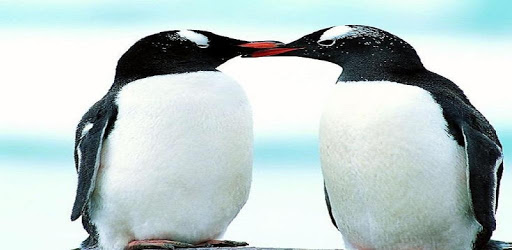 penguin-Tel PC screenshot