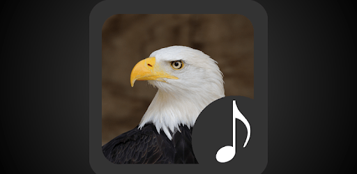 Bald Eagle Sounds PC screenshot Bald Eagle Sounds PC screenshot