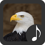 Bald Eagle Sounds for PC Bald Eagle Sounds for PC