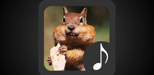 Chipmunk Sounds PC screenshot Chipmunk Sounds PC screenshot