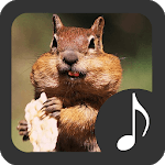 Chipmunk Sounds for PC Chipmunk Sounds for PC