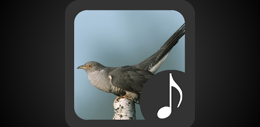 Cuckoo Sounds PC screenshot Cuckoo Sounds PC screenshot