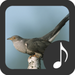 Cuckoo Sounds for PC Cuckoo Sounds for PC