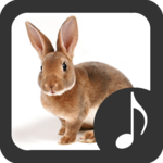 Rabbit Sounds for PC Rabbit Sounds for PC