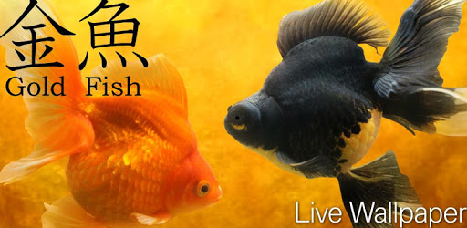 Gold Fish 3D free LWP PC screenshot Gold Fish 3D free LWP PC screenshot