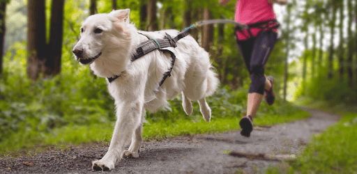 Rundogo - track dog's workouts PC screenshot Rundogo - track dog's workouts PC screenshot