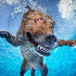 Swimming Pool Dog Racing – Wild Animal Simulator for PC
