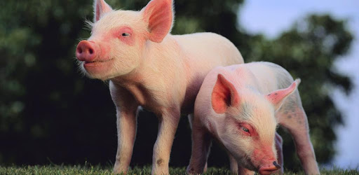 Cute Pigs Wallpaper PC screenshot Cute Pigs Wallpaper PC screenshot
