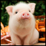 Cute Pigs Wallpaper for PC Cute Pigs Wallpaper for PC