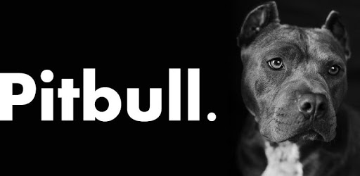 Pitbull Wallpaper PC screenshot Pitbull Wallpaper PC screenshot