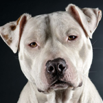 Pitbull Wallpaper for PC Pitbull Wallpaper for PC