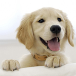 Dog Cat Puzzle for PC Dog Cat Puzzle for PC