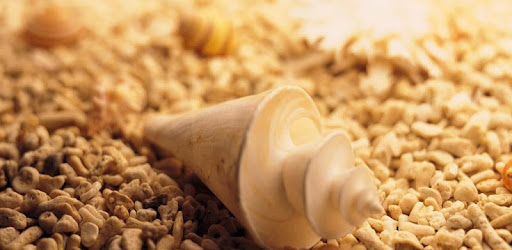 Conch Shell Puzzle PC screenshot Conch Shell Puzzle PC screenshot