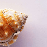 Conch Shell Puzzle for PC Conch Shell Puzzle for PC