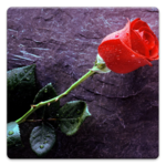 Flower Photos! for PC Flower Photos! for PC