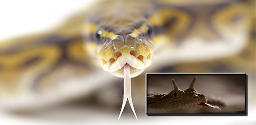 Snake on the Screen PC screenshot Snake on the Screen PC screenshot