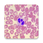 WBC Counter - leucocytes differential counter icon