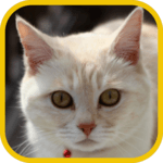 Animal Sounds for PC