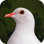 Destiny Dove for PC